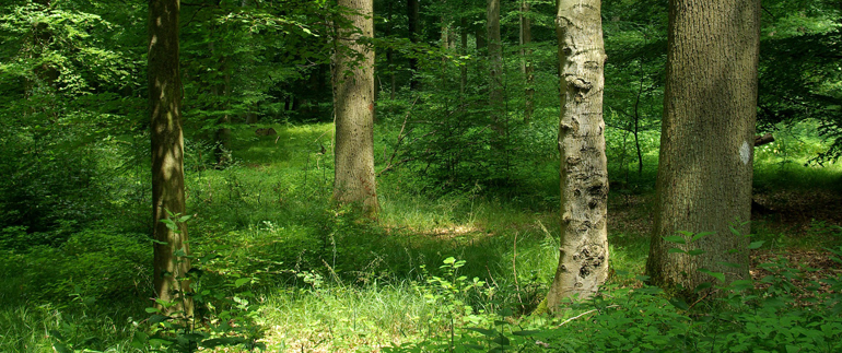 allestimenti_bosco_e_rifiuti