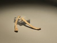N27 Lo sapevi che…Musei a domicilio – SEGNI DALLA PREISTORIA. LE CLAVICOLE INCISE DI PRADIS
