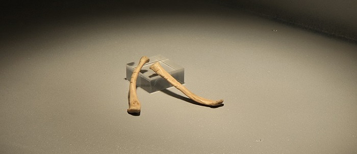 N27 Lo sapevi che…Musei a domicilio – SEGNI DALLA PREISTORIA. LE CLAVICOLE INCISE DI PRADIS