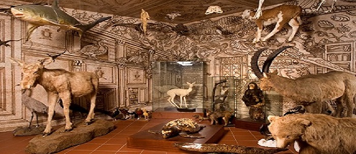 N32 Lo sapevi che…Musei a domicilio – IL CORNO DELL’UNICORNO
