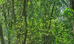 Venerdì 28 agosto dalle ore 10.00 alle ore 12.30 – VENERDì NATURA: L’ECOSISTEMA BOSCO