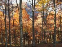 Domenica 11 ottobre dalle ore 10.00 alle ore 15.00 – I COLORI DELLA FAGGETA