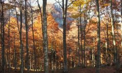Domenica 11 ottobre dalle ore 10.00 alle ore 15.00 – I COLORI DELLA FAGGETA