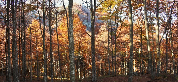 Domenica 11 ottobre dalle ore 10.00 alle ore 15.00 – I COLORI DELLA FAGGETA